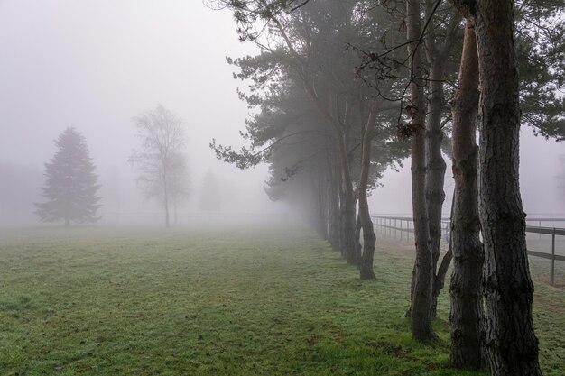 写真 霧の朝の樹木が並ぶパドック