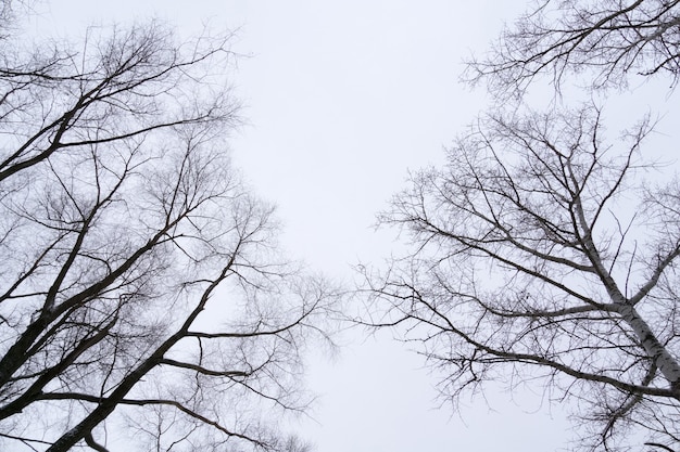 Trees in Abandoned Winter Park