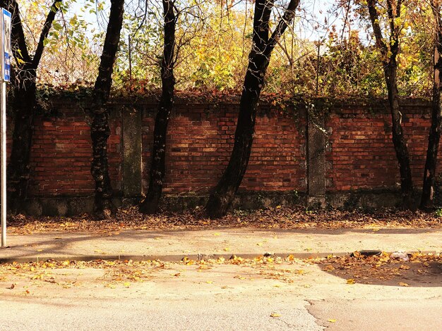 Foto gli alberi contro un muro di mattoni