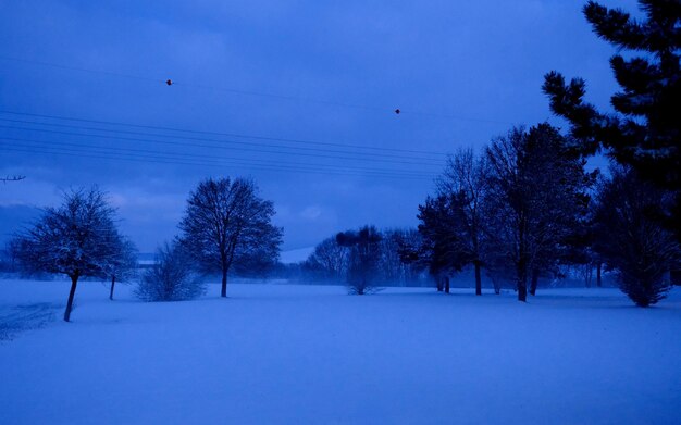 Trees against blue sky during winter