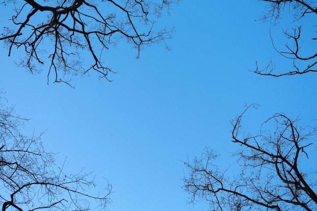 青い空を背景に木を下から見る