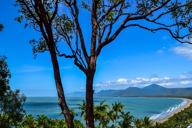 Photo trees against calm blue sea