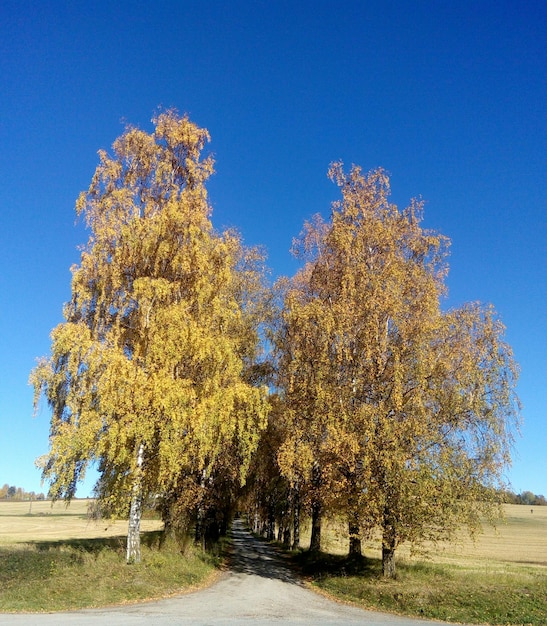 Foto alberi contro un cielo blu limpido durante l'autunno