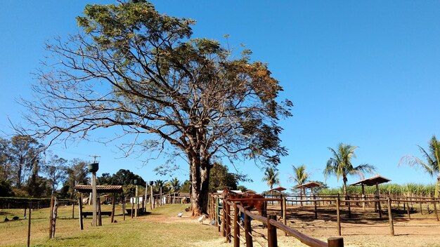 Trees against clear blue sky