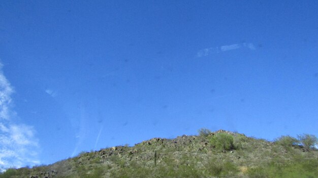 Trees against clear blue sky