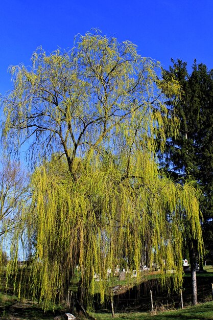 Trees against clear blue sky