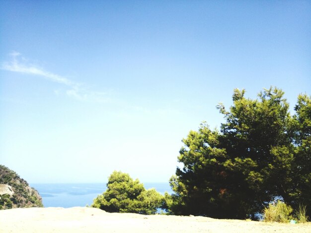 Trees against clear blue sky