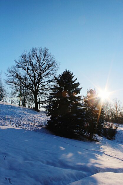 Trees against clear sky during winter