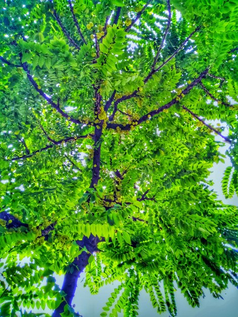 Trees against clear sky