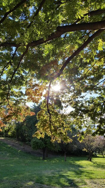 Trees against clear sky