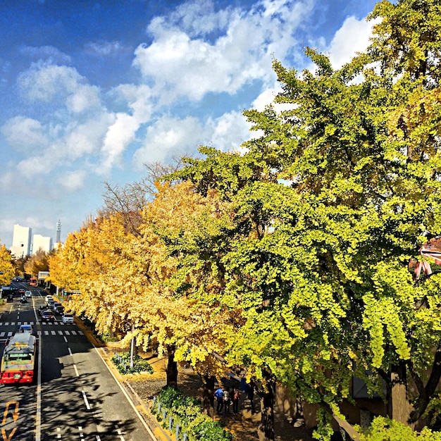 Foto alberi contro un cielo nuvoloso