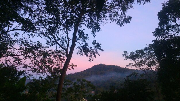 Trees against mountain at sunset