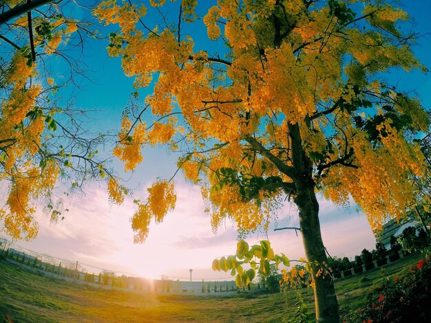 Trees against sky during autumn