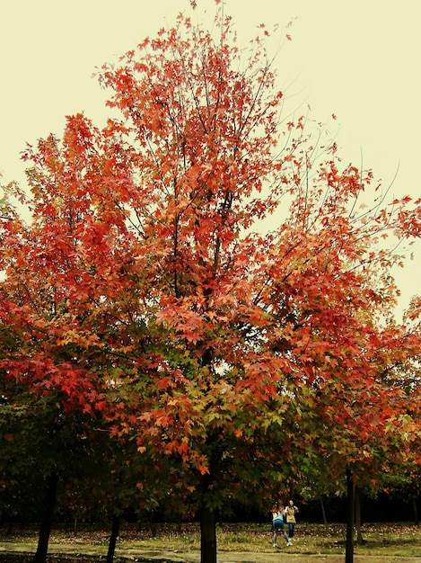 Foto alberi contro il cielo durante l'autunno