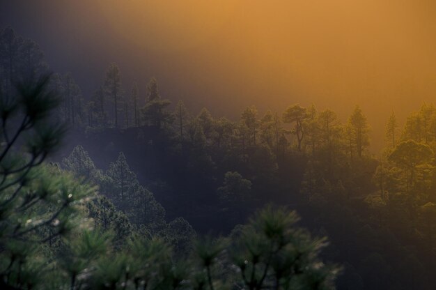 写真 夕暮れの空に照らされた木々