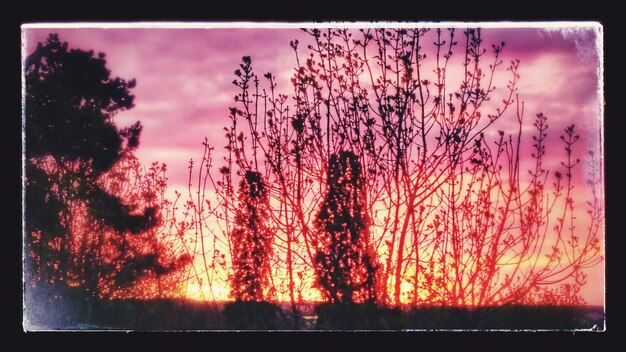 Trees against sky during sunset