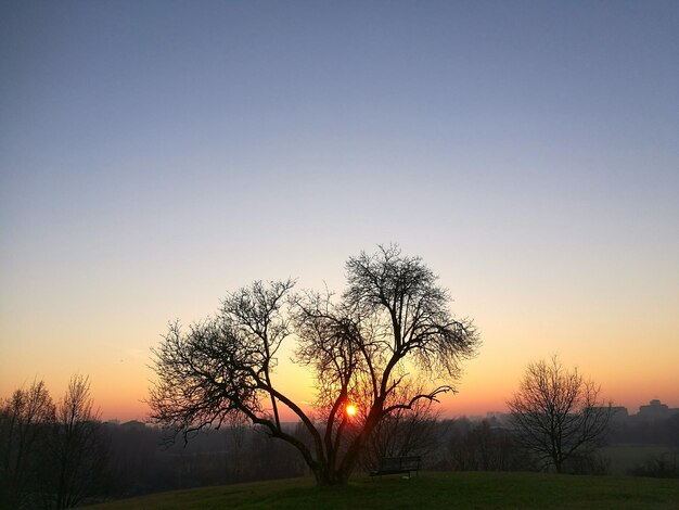 Trees against sky during sunset