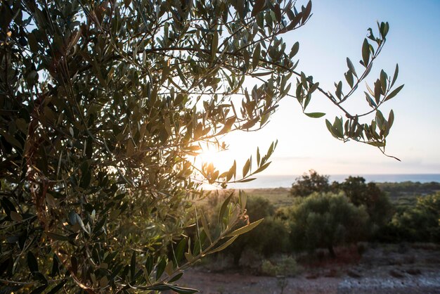 Foto gli alberi contro il cielo durante il tramonto