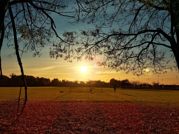 Foto gli alberi contro il cielo durante il tramonto