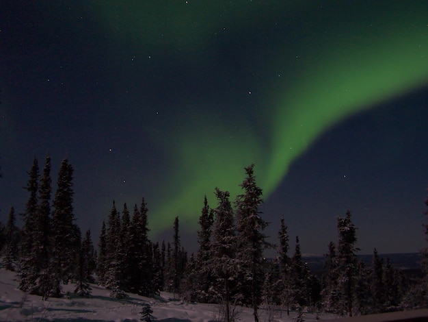 Trees against sky during winter at night