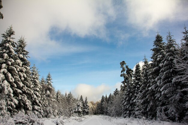 Trees against sky during winter