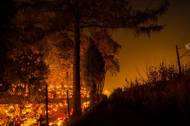 Photo trees against sky at night