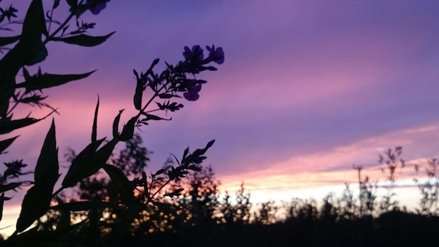 Photo trees against sky at sunset