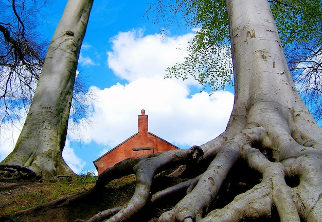 Foto gli alberi contro il cielo