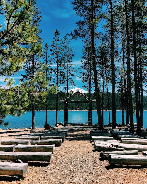 Foto alberi contro il cielo