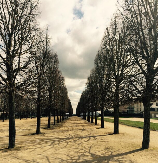 Trees against sky