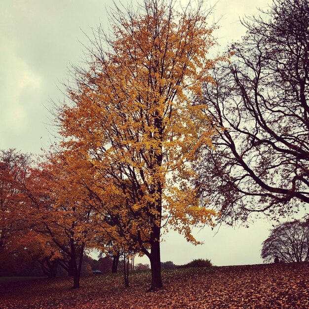 Foto gli alberi contro il cielo