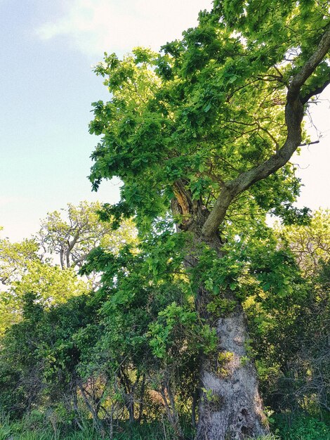 Trees against sky