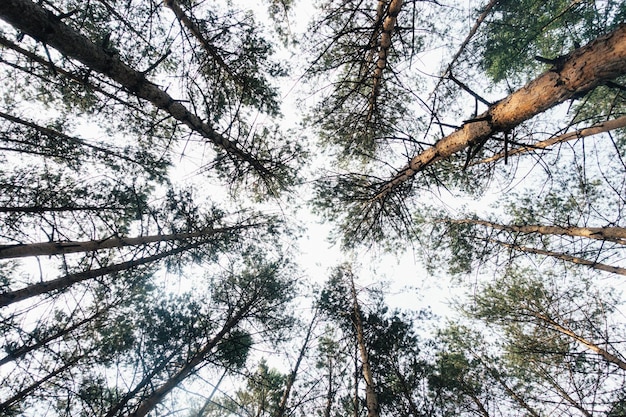 Photo trees against the sky