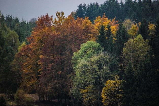 trees against sky