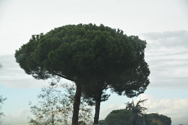 Foto gli alberi contro il cielo