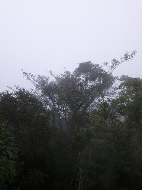 Trees against sky