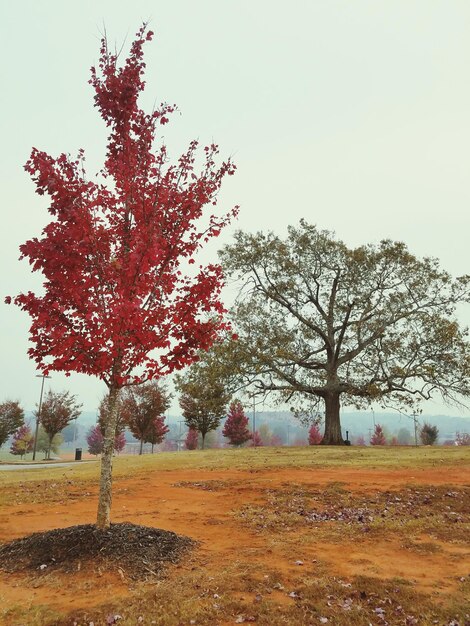 Photo trees against sky