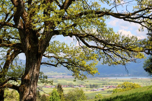 Trees against sky