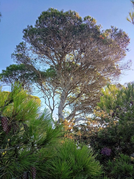 Foto gli alberi contro il cielo