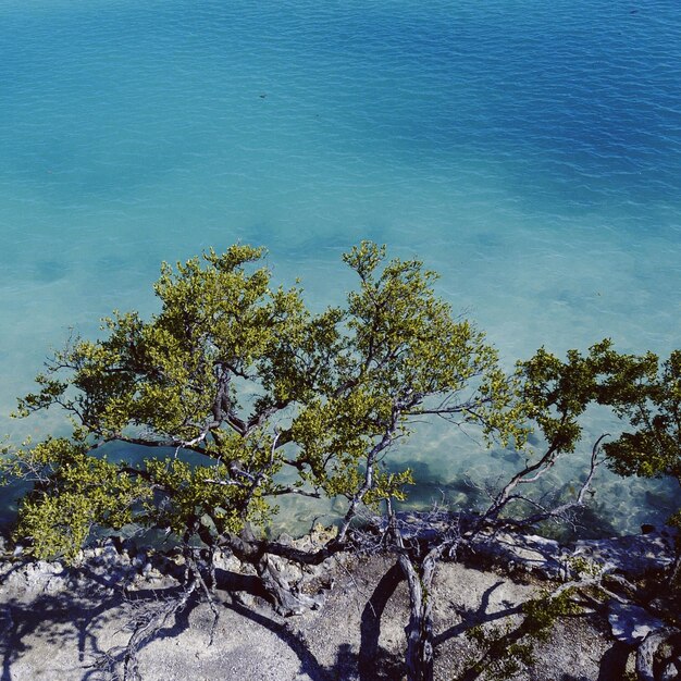 Trees against sky