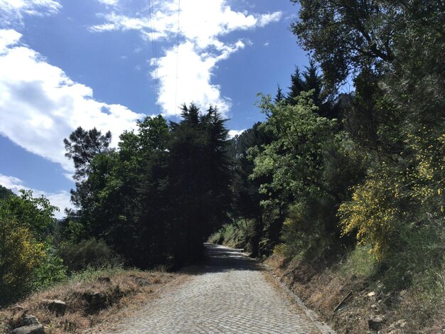 Foto gli alberi contro il cielo