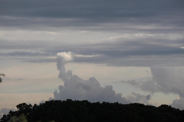 Trees against sky