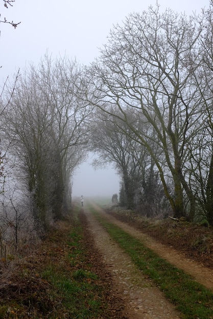 Foto alberi contro il cielo