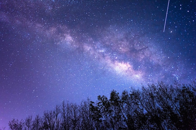夜の星の野に照らされた木々