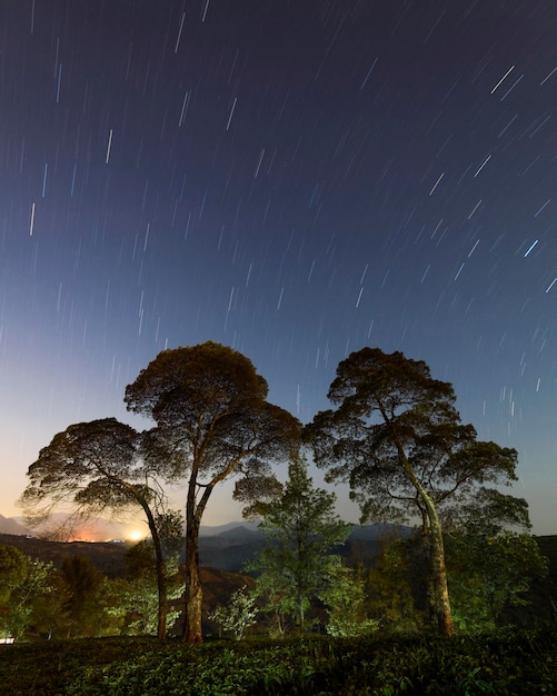夜空の星の軌跡に照らされた木々