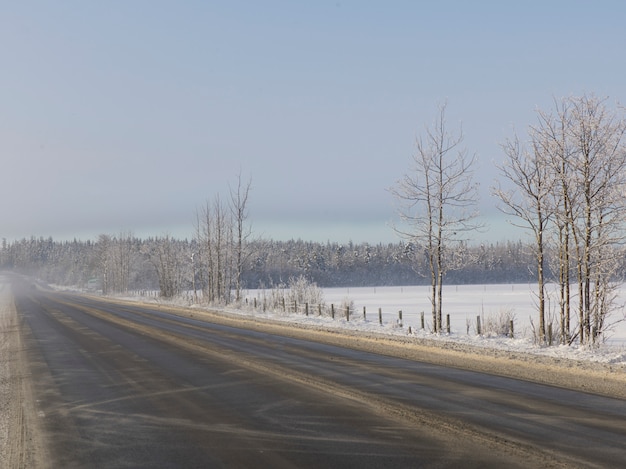 Trees along a road, british columbia highway 97, british\
columbia, canada