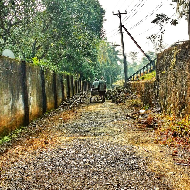 Trees along road