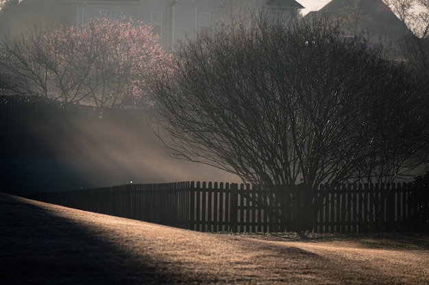 Photo trees along road