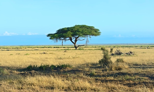 Photo trees amboseli national park in kenya. kenya