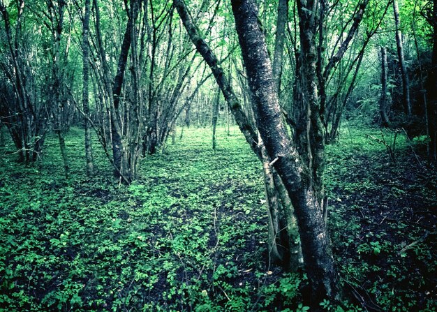 Trees amidst green plants in forest